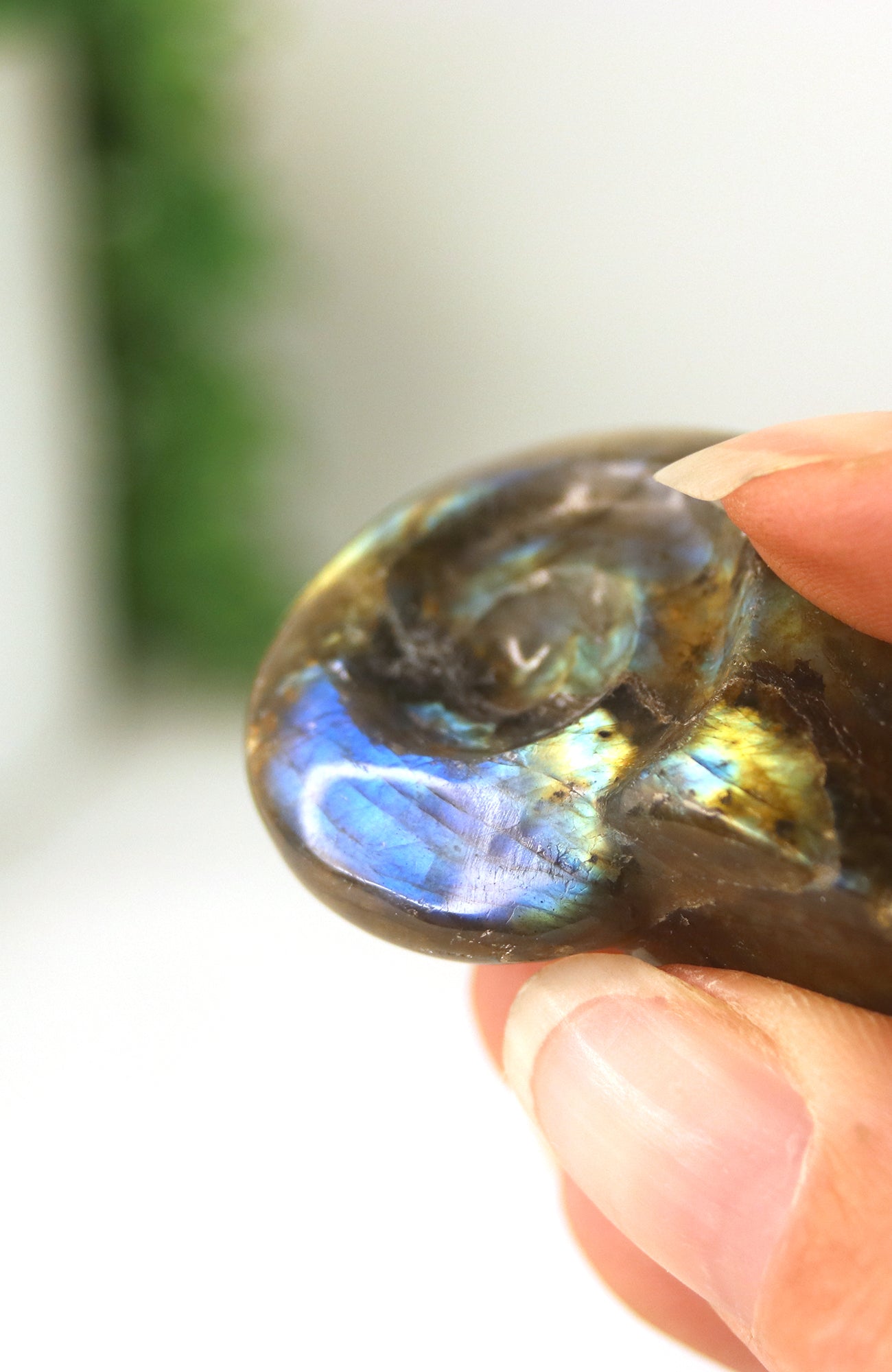 Labradorite Shell